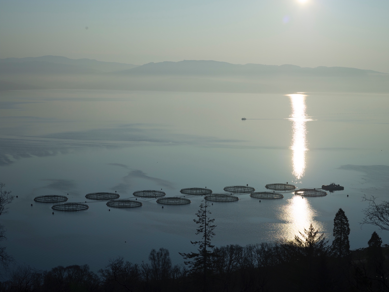 Development of salmon specific, immunology assays for automated analysis