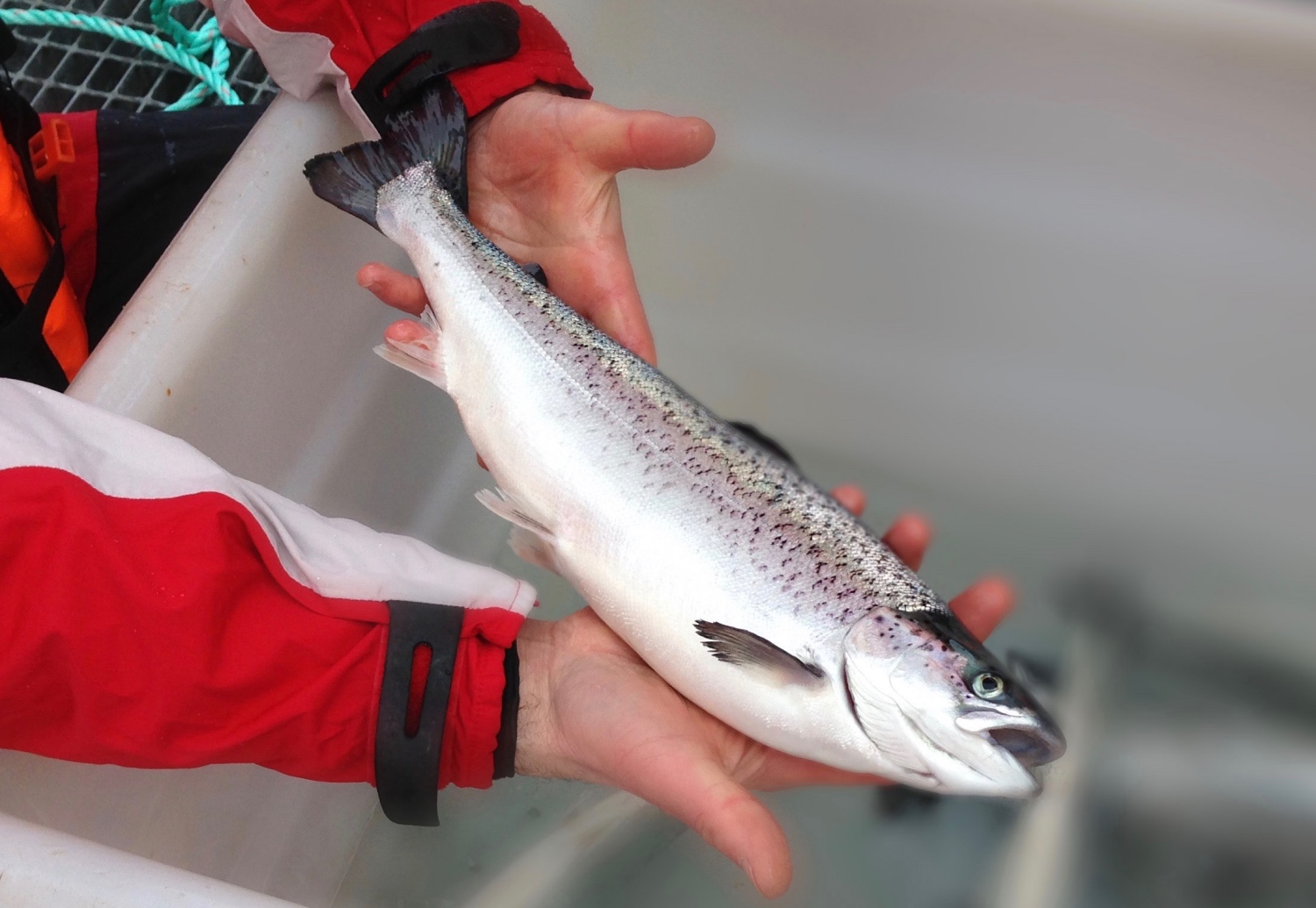 Marine Harvest_salmon in hands_151118.jpg