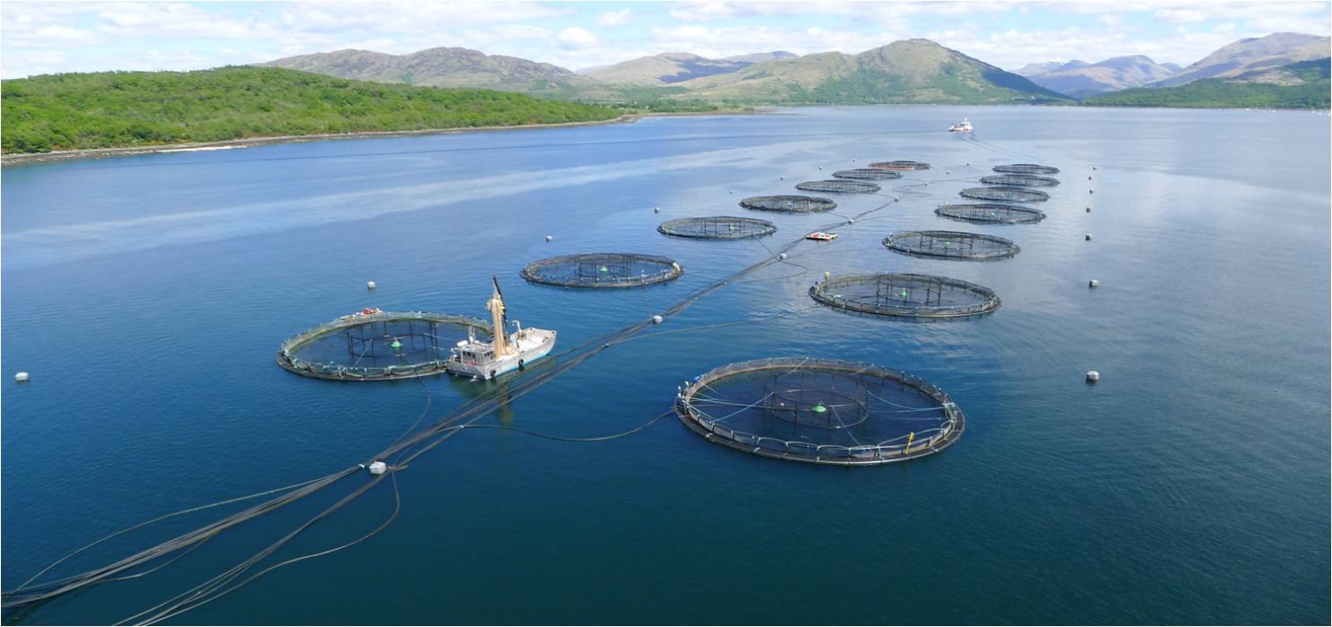 Trialling low-frequency acoustic startle response devices (A-ASR®) at Scottish salmon farms to reduce seal predation