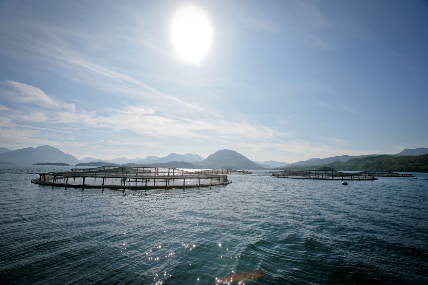 The development of diagnostic techniques to assess fish health and the impact of sea lice treatment in aquaculture