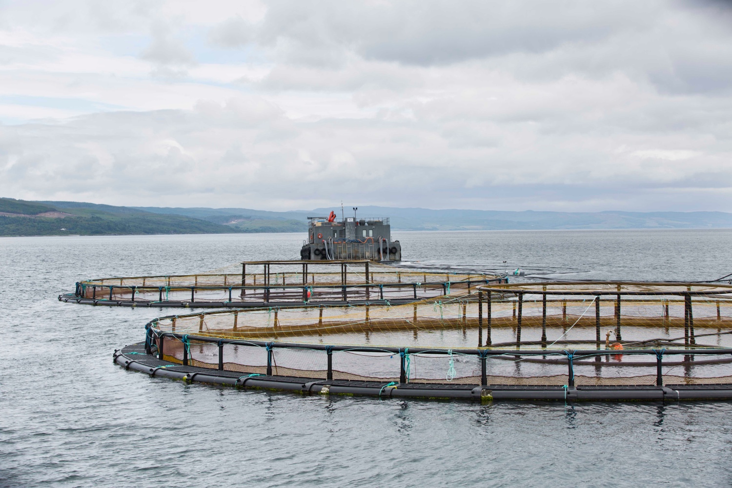Salmon farm