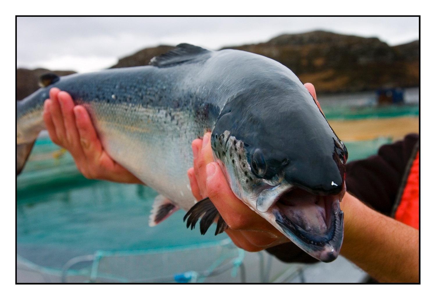 Salmon in hands open mouth