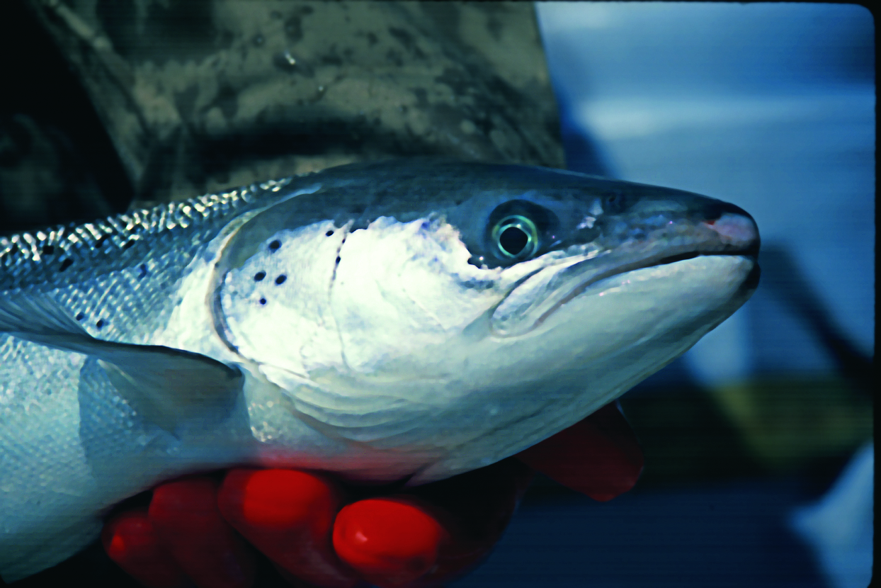 Exploring the risk factors for Saprolegniosis outbreaks in salmon farms