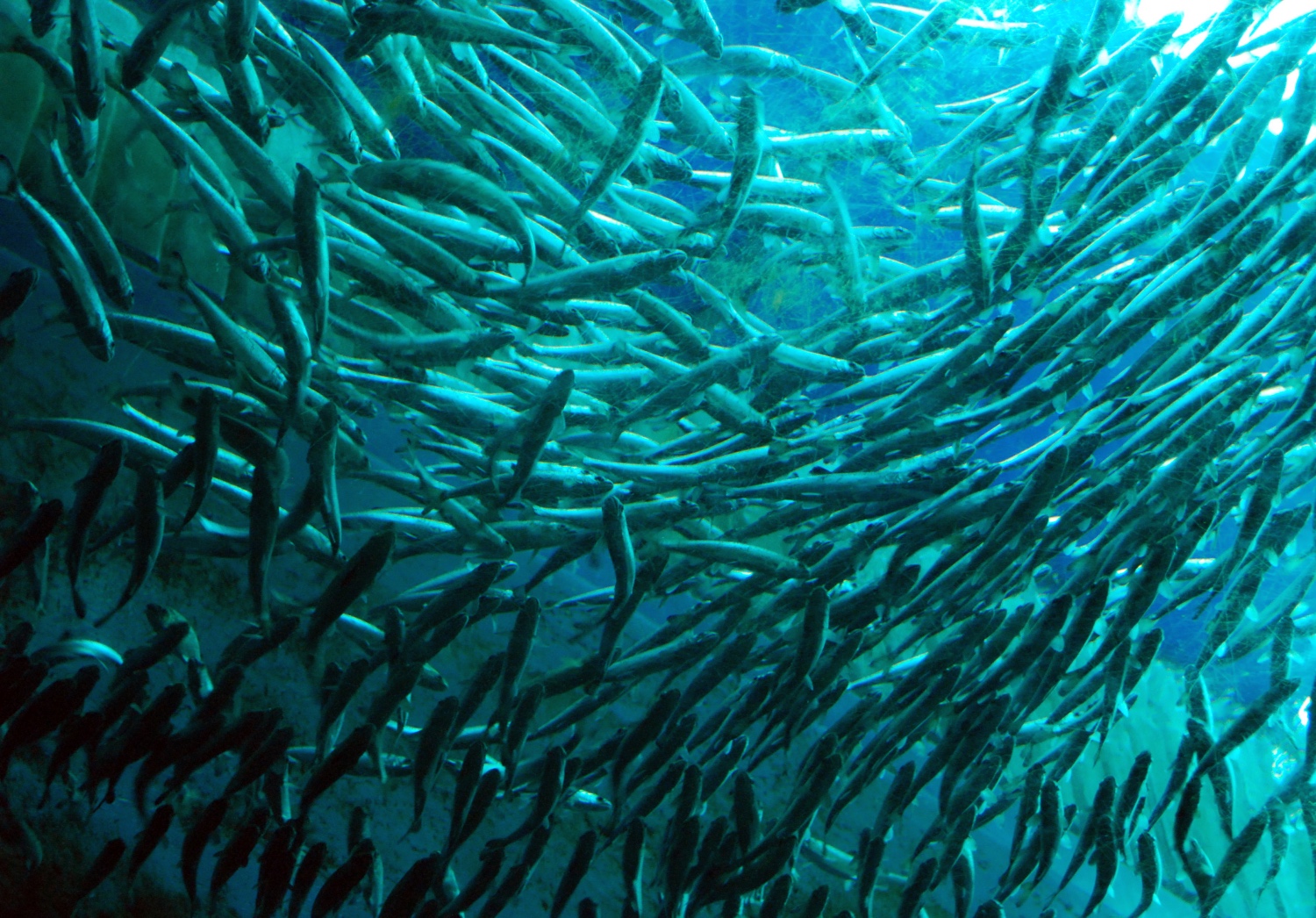 Understanding the impact of freshwater rearing environments on Atlantic salmon health and performance: Robust Smolt