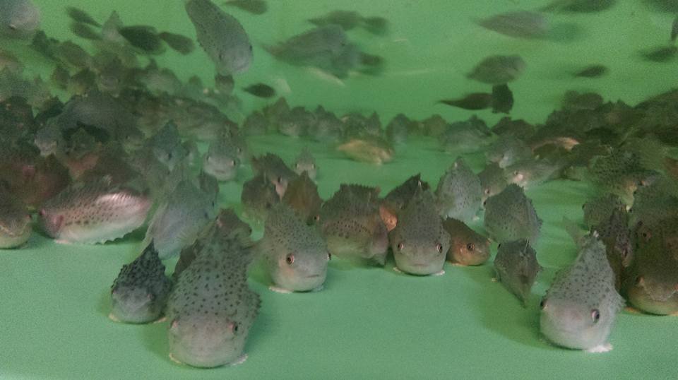 Establishing a sustainable supply and optimal deployment of lumpsuckers