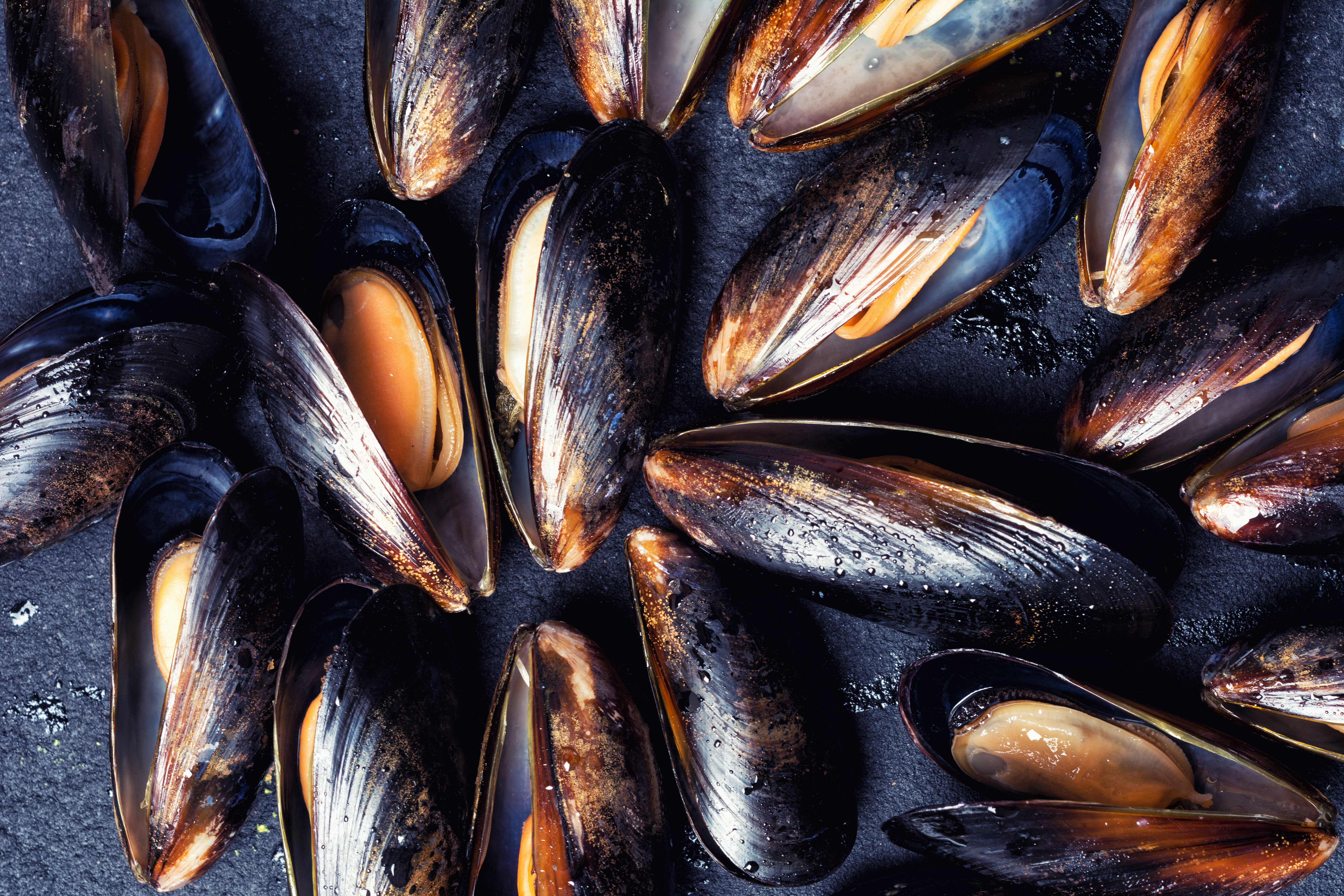 SAIC_AdobeStock_Blue_mussels.jpeg