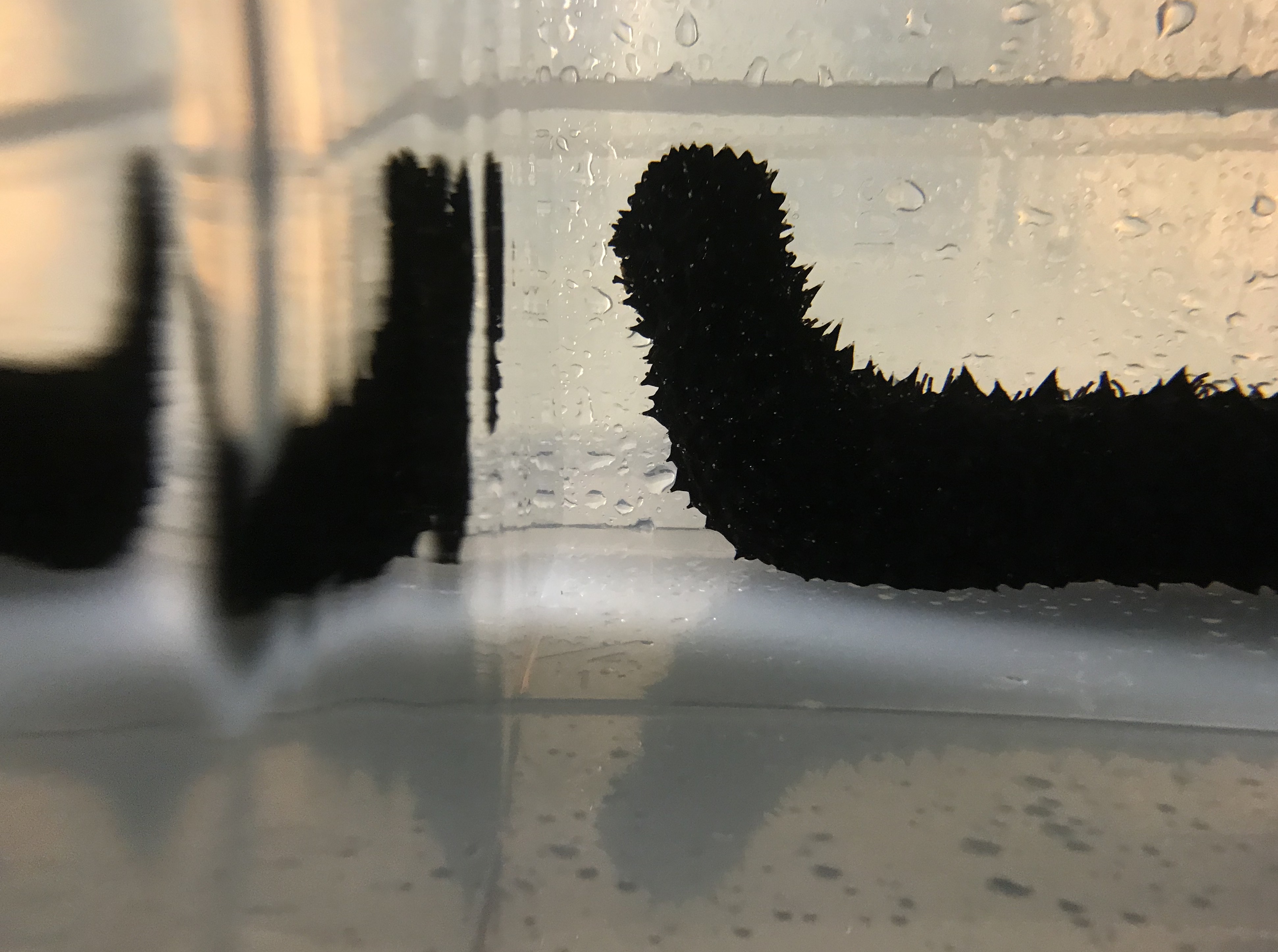 Investigating sea cucumbers as bioremediators for salmon farms