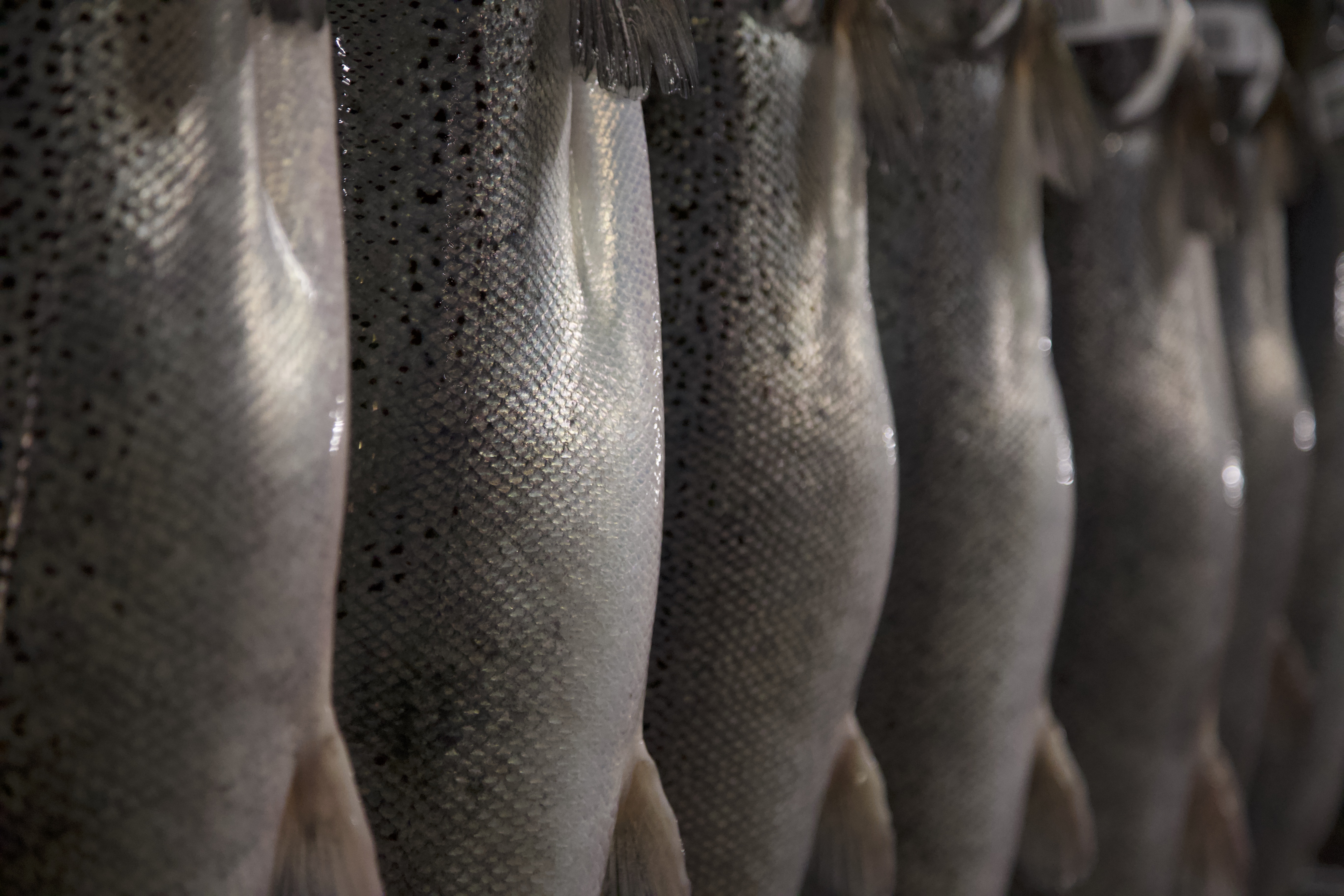 Developing a recombinant gut antigen and evaluating its impact on adult sea lice: ImmuLice