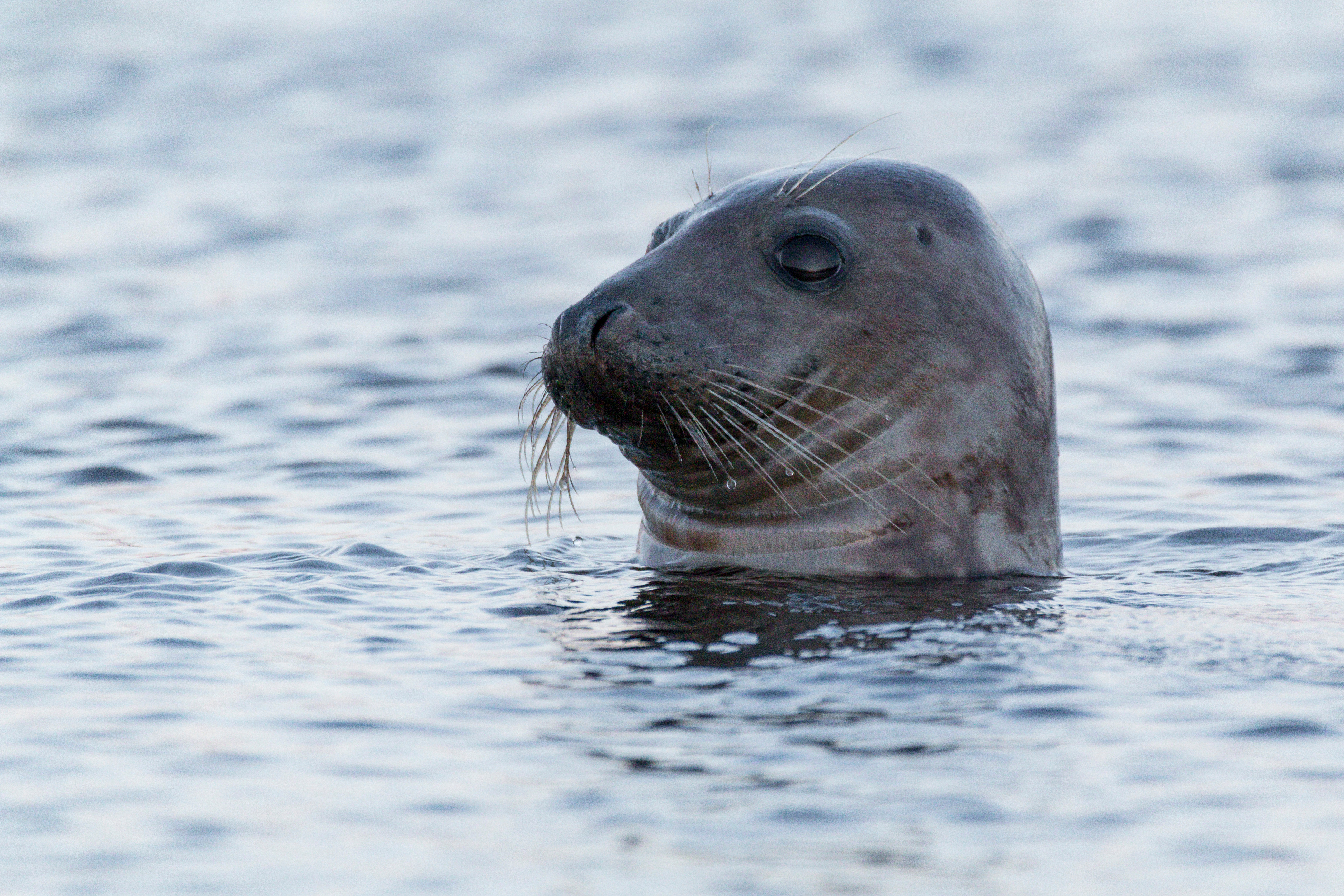 Low-frequency deterrent impact on non-target species
