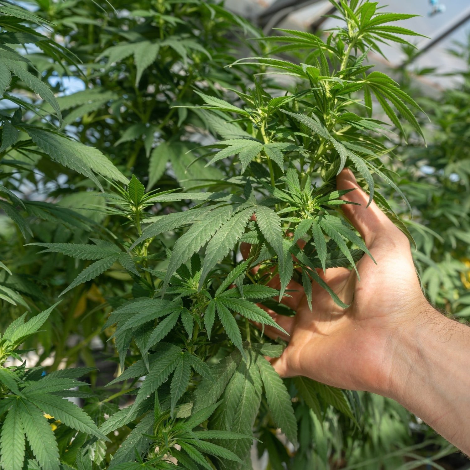 Unlocking sustainable aquafeed with UK-grown hemp protein