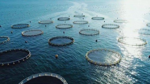 marine fish farm