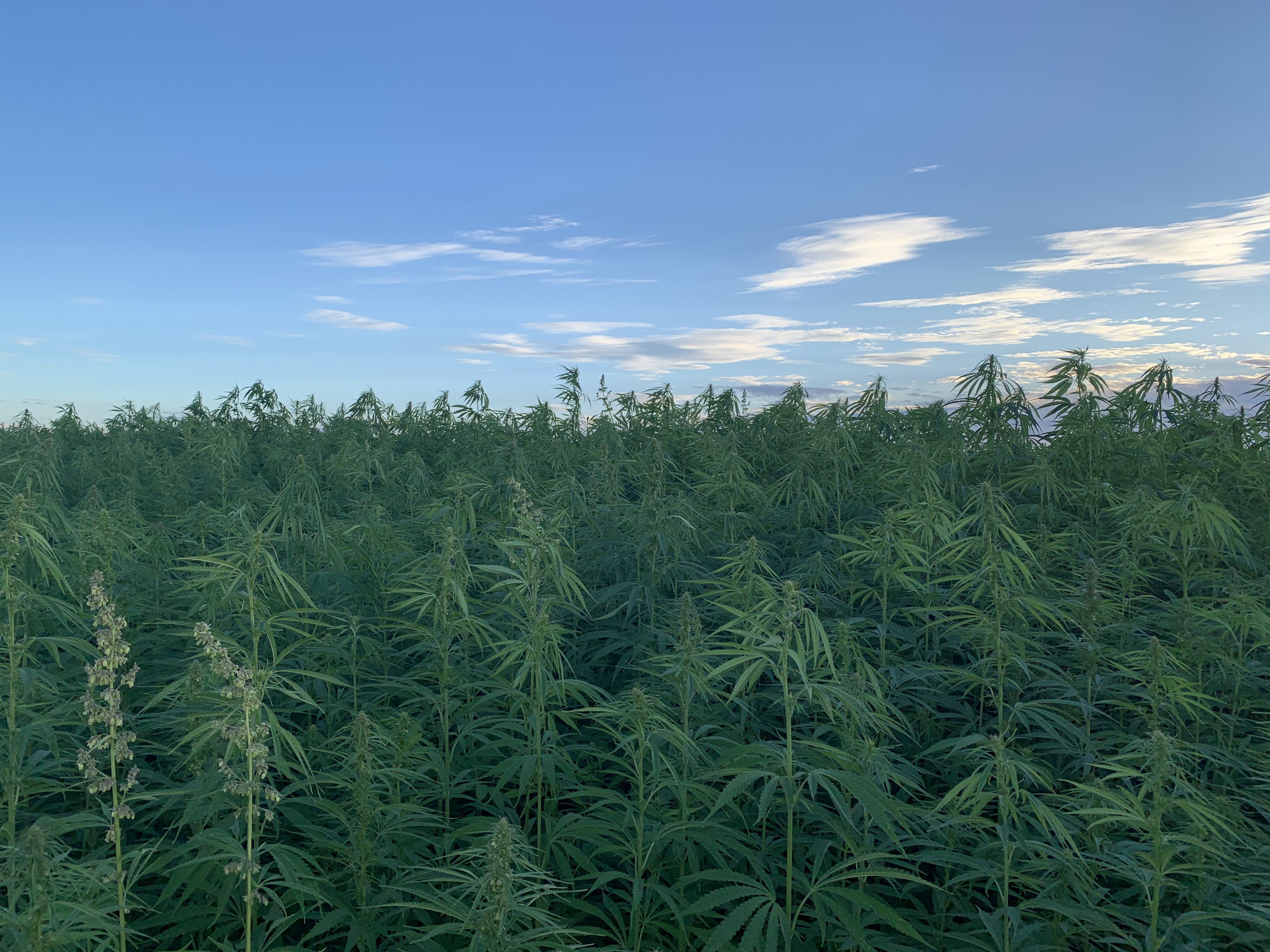 Rare Earth Global hemp crops