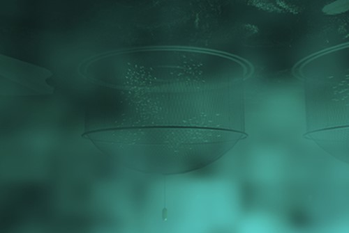 Underwater view of fish pens