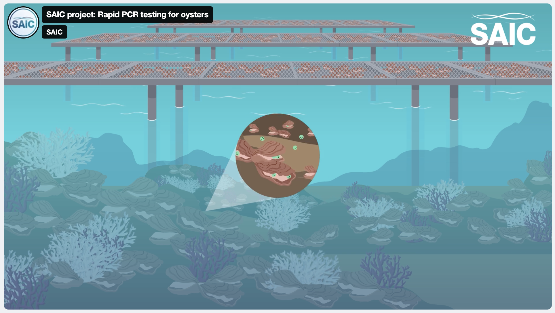 Full R&D: Pre-emptive and non-invasive pathogen diagnostics to prevent the spread of shellfish disease