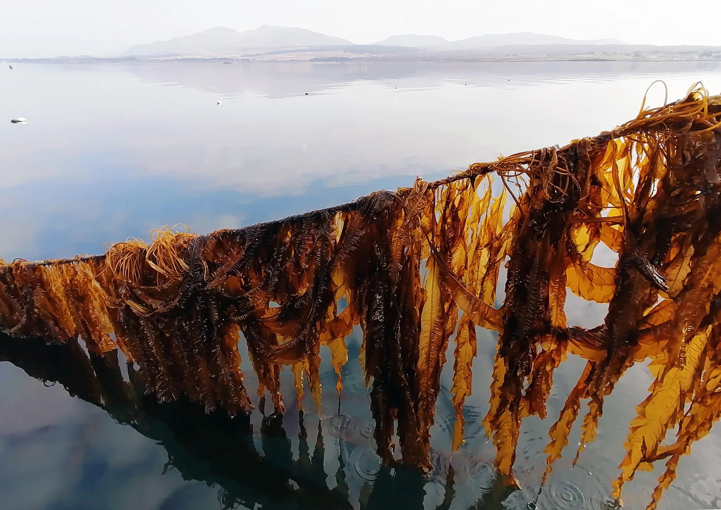 Improving harvests, preservation, and product diversification for Scottish kelp