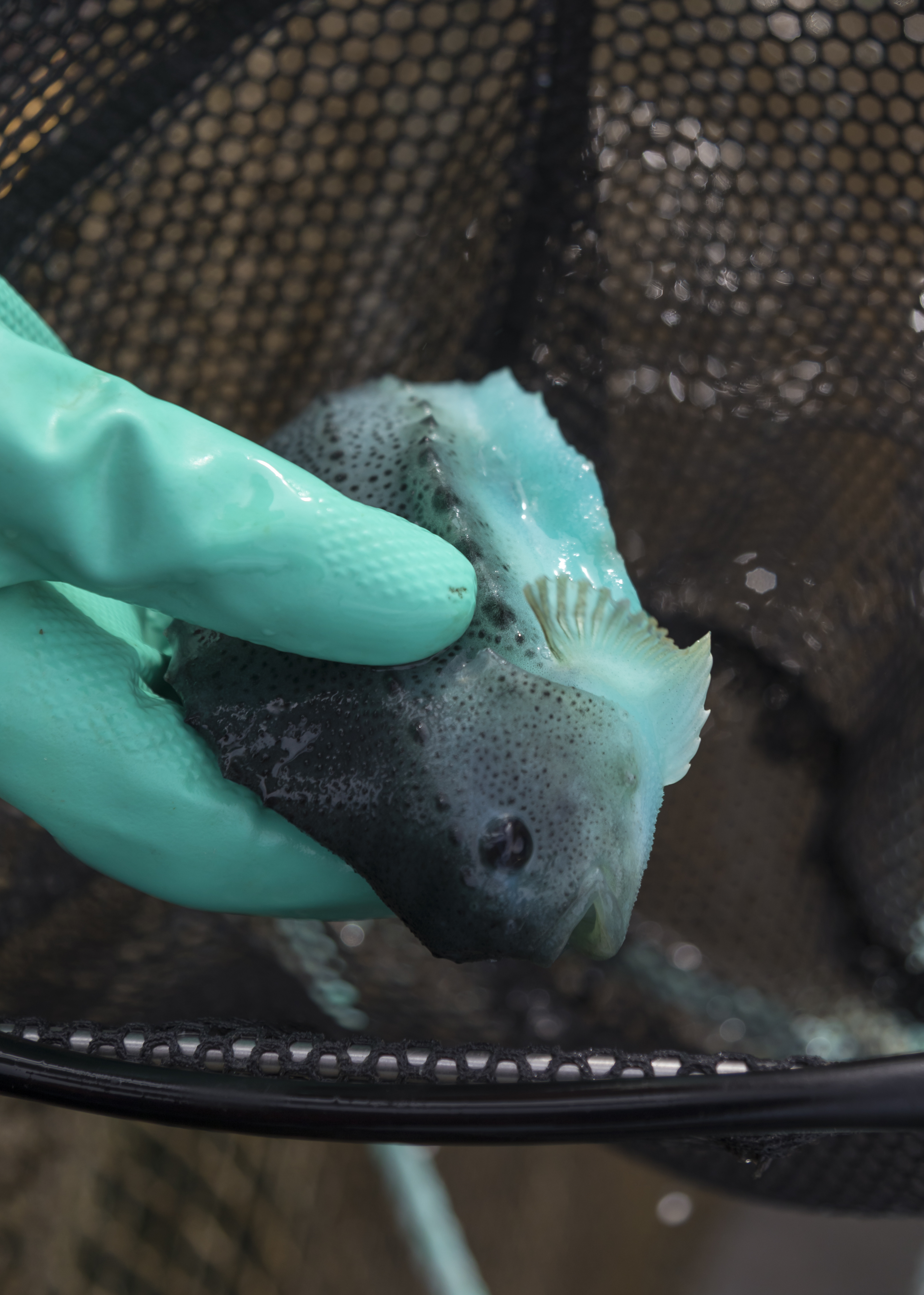 Optimising cleanerfish performance: behavioural, welfare, and hatchery innovations for sea lice control (CleanGain/HEIDI)