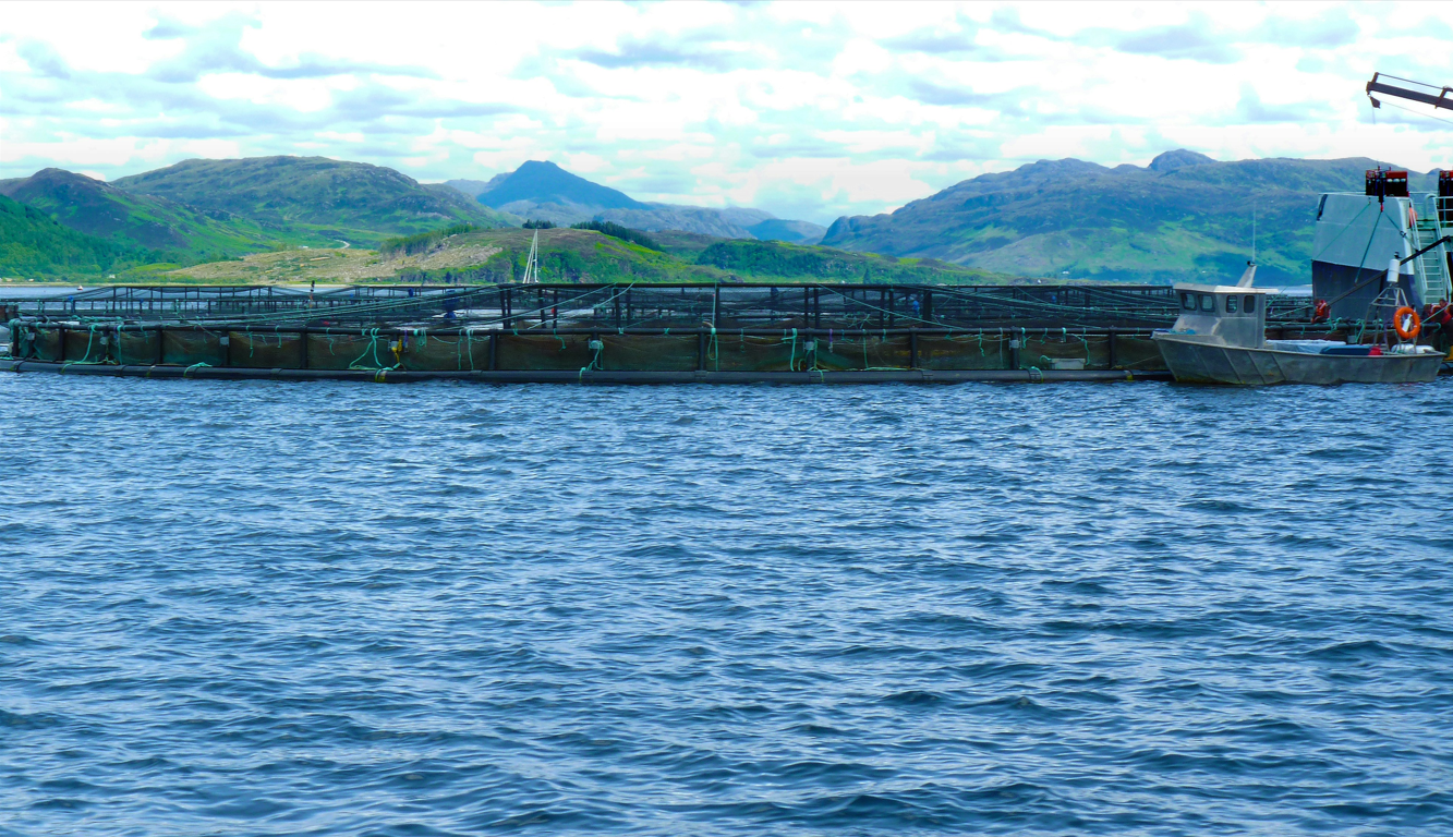 Examining complex gill disease in Scottish salmon